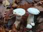 Óriás tölcsérgomba (Infundibulicybe geotropa), Budai-hegység